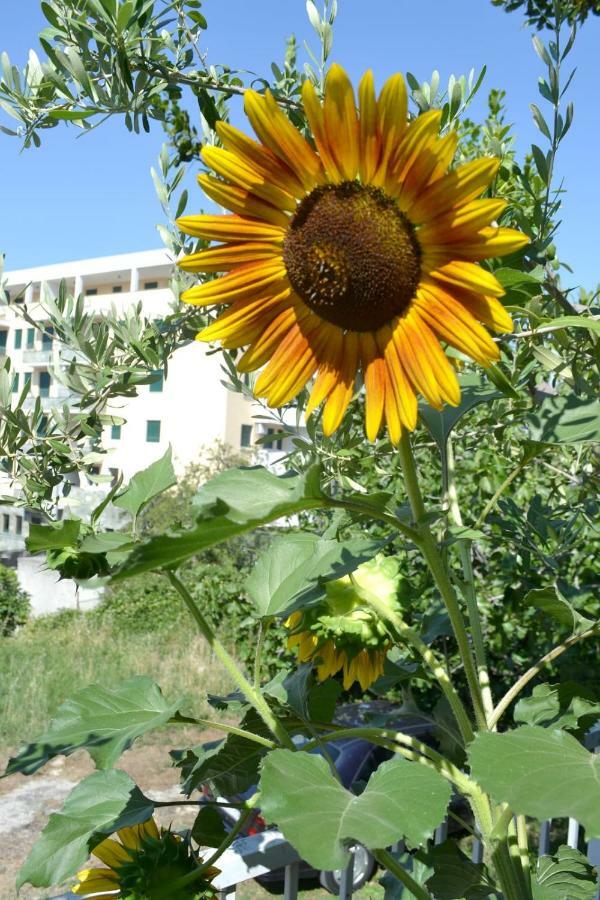 Sunflower Split Exterior photo